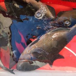 和歌山市江（吉丸渡船）で磯フカセ